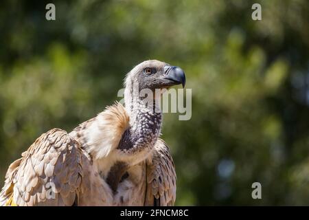 Cape Vulture Portrait in Vulpro Rehabilitationszentrum, Südafrika ; specie Gyps coprotheres family of Accipitridae Stockfoto