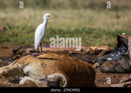 Westliche Rinderreiher in Schlachtkörper im Rehabilitationszentrum Vulpro, Südafrika; Art Bubulcus ibis Familie von Ardeidae Stockfoto