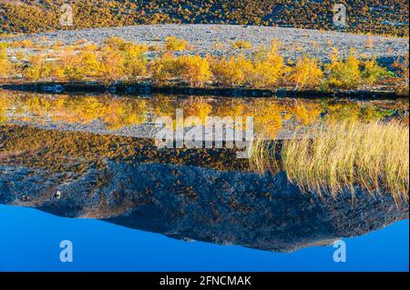 Spiegelung von Herbstbäumen in einem kleinen See. Rondane Nationalpark, Norwegen, Europa Stockfoto