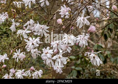 Cluster von weichen rosa Magnolia lobeneri Lesley Jane blüht in Feder Stockfoto