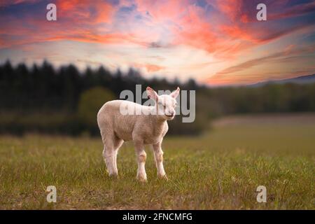 Junges Lamm-Ovis widder auf einem Feld während des Sonnenuntergangs. Feder. Stockfoto