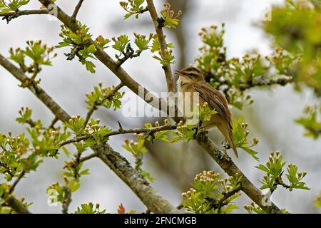 Sedge-Waldsänger-Acrocephalus schoenobaenus thronte in Gesang auf dem Weißdorn-Crataegus. Feder Stockfoto