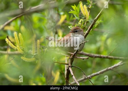 Cettis Waldsänger-Cettia cetti. Feder Stockfoto