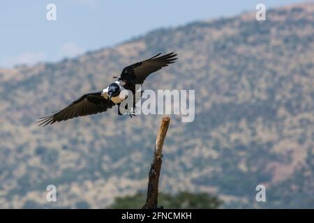 African Pied Crow fliegt im Vulpro Rehabilitationszentrum, Südafrika; Art Corvus albus Familie der Corvidae Stockfoto