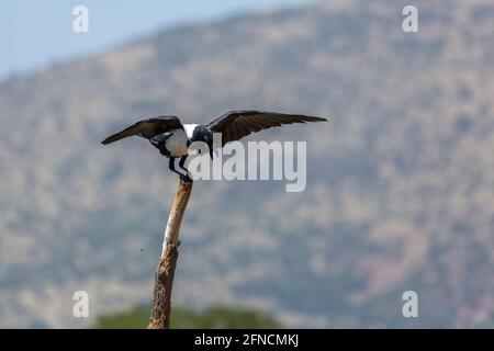 African Pied Crow thronte ausgebreitete Flügel im Vulpro Rehabilitationszentrum, Südafrika; Art Corvus albus Familie der Corvidae Stockfoto