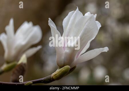 Einzelne weiße Magnolia soulangeana Alba Blume im Frühjahr Stockfoto