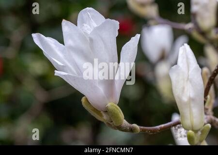 Einzelne Magnolia soulangeana Alba blüht im Frühling Stockfoto