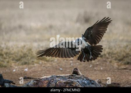 African Pied Crow fliegt über eine Karkasse im Vulpro Rehabilitationszentrum, Südafrika; specie Corvus albus Familie der Corvidae Stockfoto