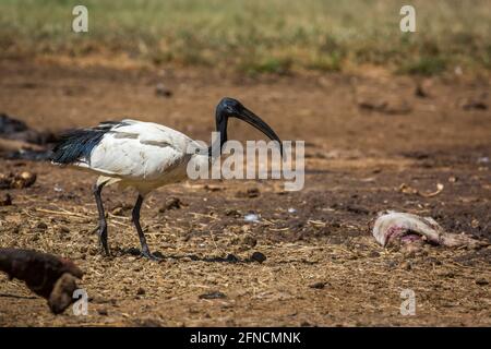 African Sacred Ibis in Cattle Carcass in Vulpro Rehabilitation Center, Südafrika; specie Threskiornis aethiopicus Familie von Threskiornithidae Stockfoto