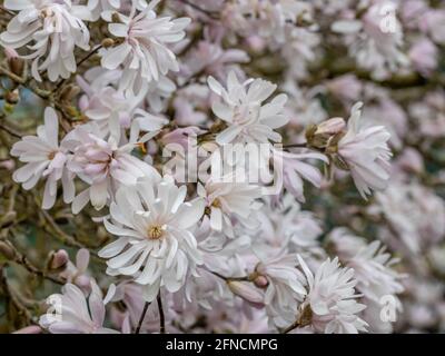 Nahaufnahme des hellrosa Sterns Magnolia stellata King Rosenblüten im Frühling Stockfoto