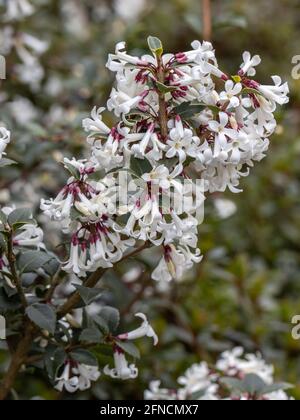 Nahaufnahme von weißen Osmanthus delevayi Frank Knight Blumen in Feder Stockfoto