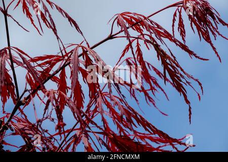 Rote japanische Ahorn Acer Inaba Shidare Acer palmatum Blätter Stockfoto