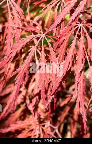 Rote japanische Ahorn Acer Inaba Shidare Acer palmatum Blätter Stockfoto