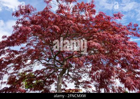 Roter japanischer Ahorn Acer Inaba Shidare Acer palmatum Baum Stockfoto