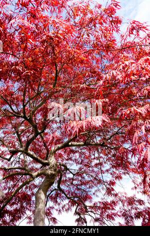 Roter japanischer Ahorn Acer Inaba Shidare Acer palmatum Baum Stockfoto