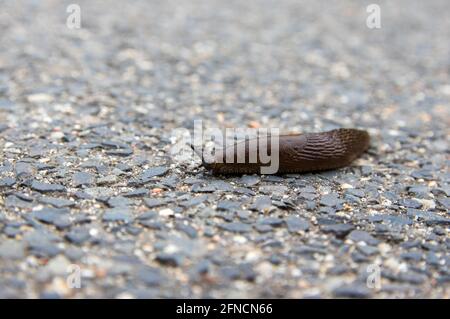 Spanische Schnecke (Arion vulgaris) auf asphaltierten Straßen. Selektiver Fokus mit geringer Schärfentiefe Stockfoto