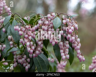 Cluster aus rosa und weißen glockenförmigen Pieris Katsura Blüten Im Frühling Stockfoto