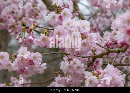 Nahaufnahme von zarten rosa Prunus-Akcolade-Blüten im Frühling Stockfoto