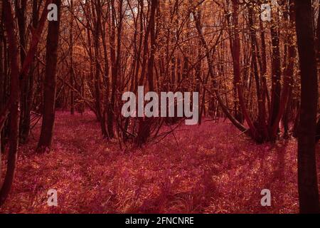 Fagus sylvatica Buchenholz und Castanea sativa Edelkastanienwald , Pollenholz mit bluebell Bodenabdeckung in infra roten neuen Blättern Stockfoto