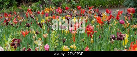 Knallbunte Tulpen und Laub verfaulend am Ende der Feder Stockfoto