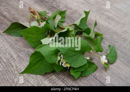 Houttuynia Cordata Fischpflanze oder Plu Kaow-Gemüse Stockfoto