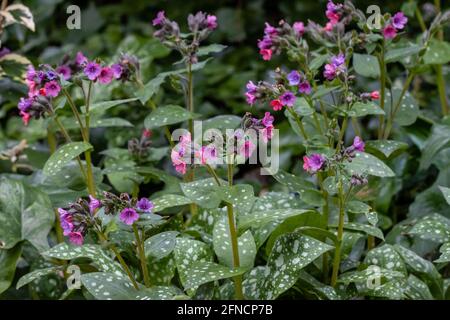 Pulmonaria rubra Bowles Rot blüht im Frühling Stockfoto