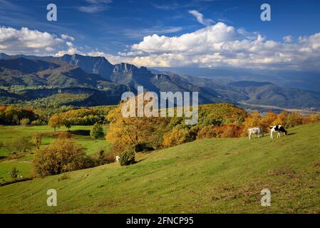 Blick auf die Puigsacalm und die Wiesen und Weiden bei Falgars d'en Bas im Herbst (Garrotxa, Katalonien, Spanien, Pyrenäen) Stockfoto