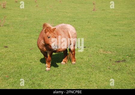 Ein Pony auf einem Feld in Northamptonshire, England ein kleines Pony beobachtet draußen Gras, braune, helle Ohren reiten, schöne, friedliche Beine stehen stehend Stockfoto