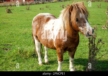 Pony auf einem Feld in Northamptonshire England ziemlich schlaues Pferd Uhr Braun stand schön aussehende weibliche männliche weiße Beine haarig stand still Stockfoto