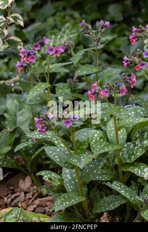 Nahaufnahme von Pulmonaria rubra Bowles Red in Blüte Feder Stockfoto