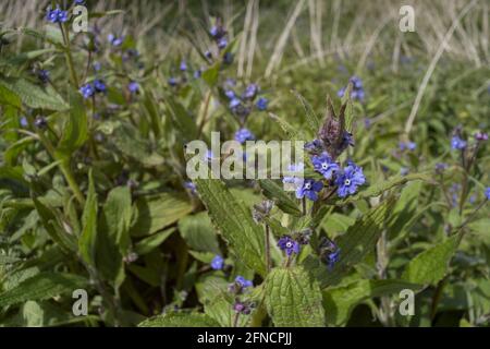 Die borstige Pflanze Green Alkanet, Pentaglottis sempervirens, hat grobe Haare, die eine allergische Reaktion mit leuchtend blauen Blüten verursachen können Stockfoto