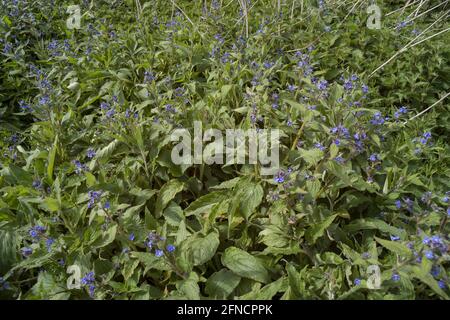 Die borstige Pflanze Green Alkanet, Pentaglottis sempervirens, hat grobe Haare, die eine allergische Reaktion mit leuchtend blauen Blüten verursachen können Stockfoto