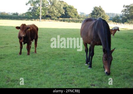 Pony und Kuh in Field Northamptonshire UK Braunpferd Kalb kleine Rinder im Freien Bullen weiden gut essen essen sonnige Tage Sommer Stockfoto