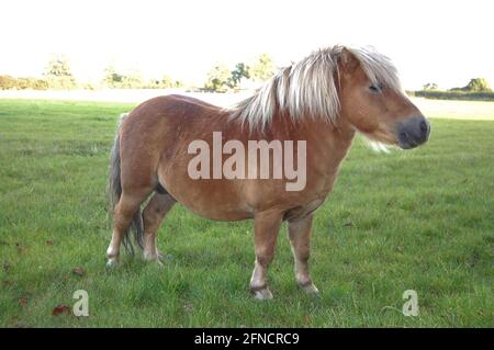 Langhaariges braunes Shetland Pony in Field Northamptonshire UK Hair kleines Baby braun helle Farbe stehend still aussehend Feldfarbe gegerbt weiß winzig Stockfoto