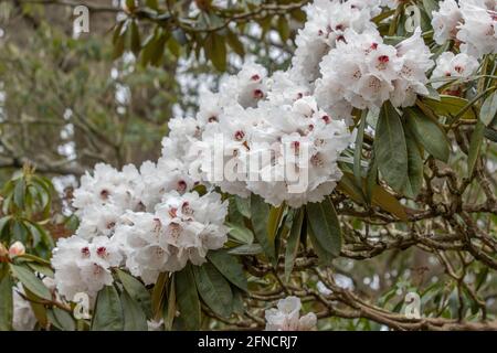 Masse von cremig weißen Rhododendron arboreum calophytum blüht im Frühjahr Stockfoto