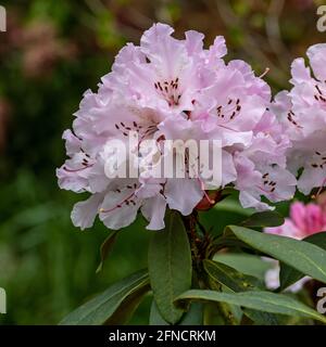 Nahaufnahme von blassrosa Rhododendron Weihnachtsstimmung Blume in Feder Stockfoto