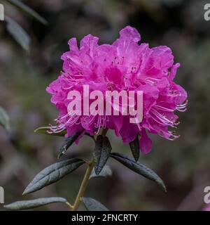 Nahaufnahme der leuchtend rosa Rhododendron Osara Blume im Frühling Stockfoto