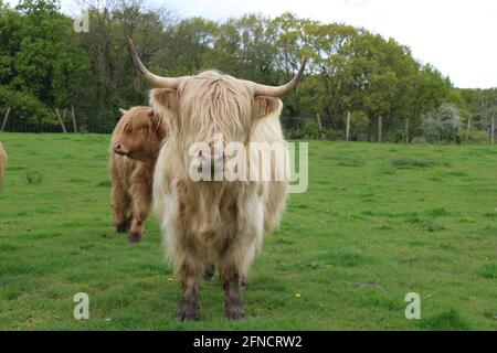 Cremefarbene langhaarige Langhornkuh auf einem Feld. Schottische Hochlandkuh mit Kalb. Seltene Rasse Kühe Konzept mit Kopieplatz Stockfoto