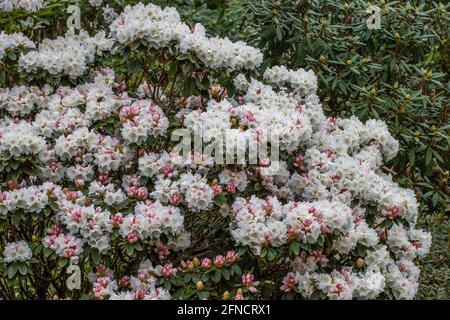 Großer Rhododendron pachysanthum in voller Blüte im Frühjahr Stockfoto