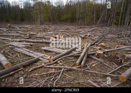 Der traurende Anblick von gefällten Wäldern und Lebensräumen, der jedoch für Nachwachsen und forstwirtschaftliche Pflege befragt wird, wird den Boden für Bluebells öffnen Stockfoto