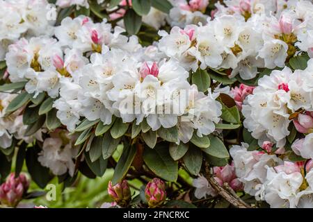 Nahaufnahme von rosa und weißem Rhododendron pachysanthum im Frühjahr Stockfoto