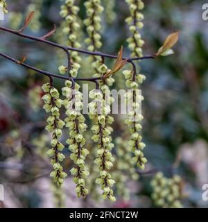 Nahaufnahme von hellgelben Stachyurus chinensis Celina Blüten in Feder Stockfoto