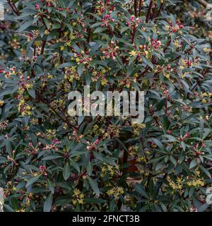 Nahaufnahme der Tasmannia lanceolata Red Spice Blüten im Frühjahr Stockfoto