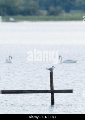 Eine Seeschwalbe (Sterna hirundo), die auf einem Pfosten im See thront, während ein stummer Schwan (Cygnus olor) in Fairburn ings, einem RSPB Nature Reserve in Leeds, W, vorbeischwimmt Stockfoto