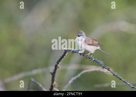 Gewöhnlicher Weißkehlchen (Sylvia communis), der das Gebiet des Mannes verkündet Stockfoto