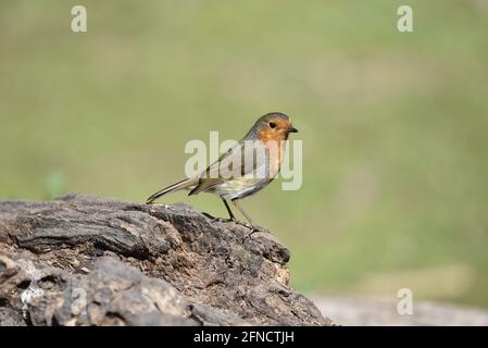 European Robin (Erithacus rubecula) Right Profile Close Up Portrait aufgenommen an einem sonnigen Frühlingsmorgen in Staffordshire, Großbritannien Stockfoto