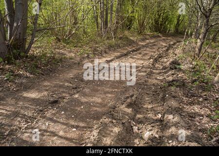 Extrem tiefe Reifenspuren Furchen, die steinhart wie Beton sind In Lehm kalky Zaumstraße durch Wald durch Off-Road verursacht Fahren Stockfoto