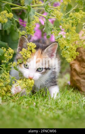 Niedliches Katzenkätzchen, weiß mit Schildpatt, spielt mit Blumen von Alchemilla in einem farbenfrohen, blühenden Garten Stockfoto