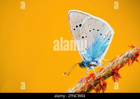 Makroaufnahme eines Schmetterlings aus flammendem feurigem Kupfer (Lycaena thersamon), der auf einem Grasstrand thront. Isoliert auf orangefarbenem Hintergrund. Geringe Schärfentiefe Stockfoto