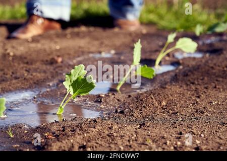 Junge Kohlrabi-Sämlinge, die in einem Garten im Boden wachsen, nachdem sie bewässert wurden Stockfoto